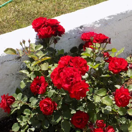 Jerry's Lassi لاسي