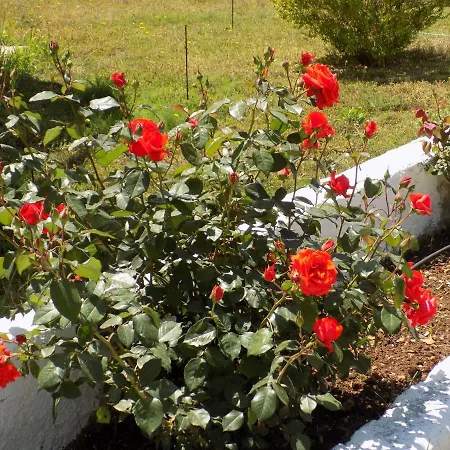 Jerry's Lassi * لاسي